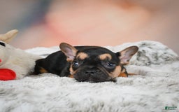 French Bulldog dogs for sale: Max - Image 9