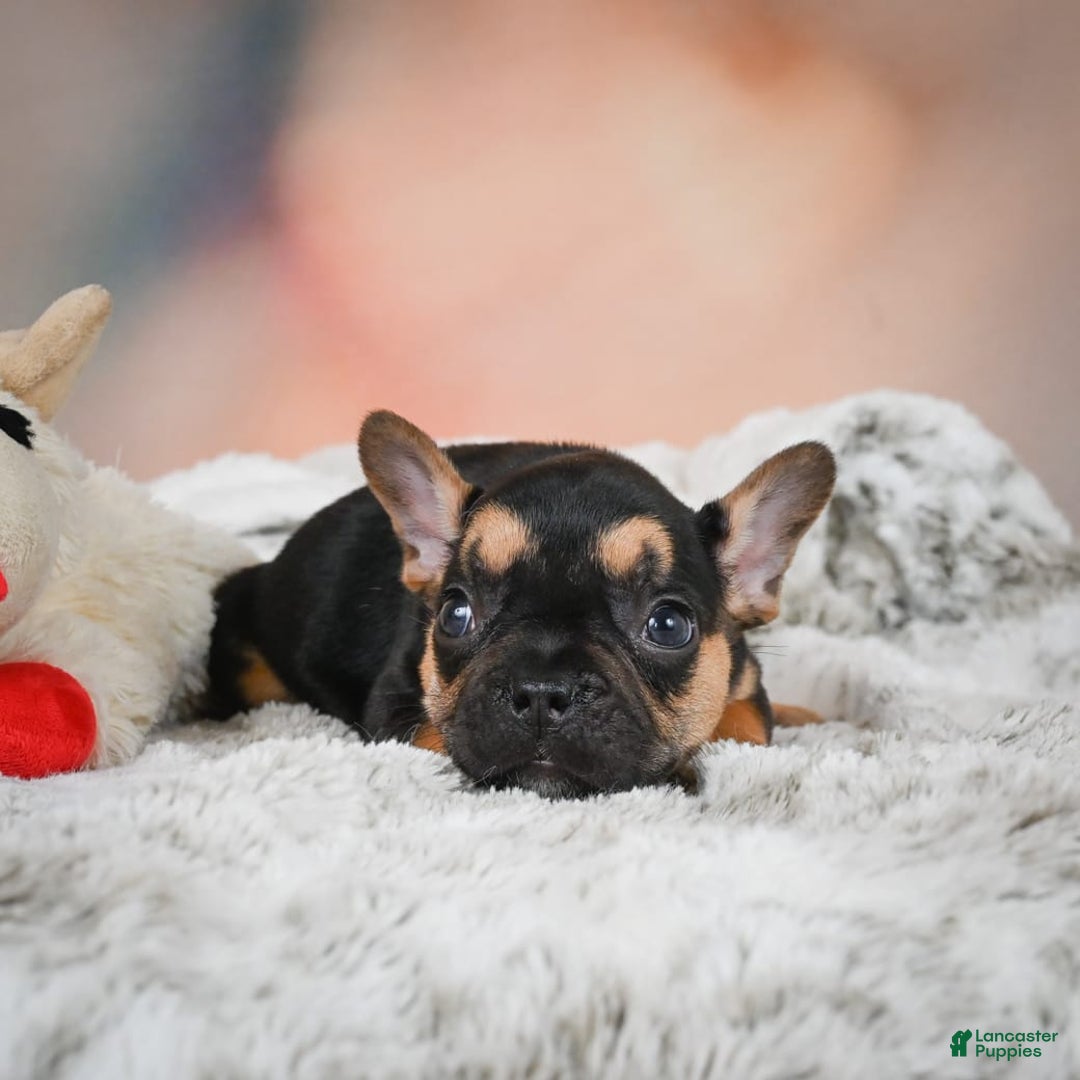 French Bulldog dogs for sale: Max - Image 9