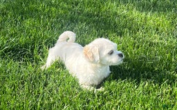 Lhasa Apso dogs for sale: Angel - Image 3