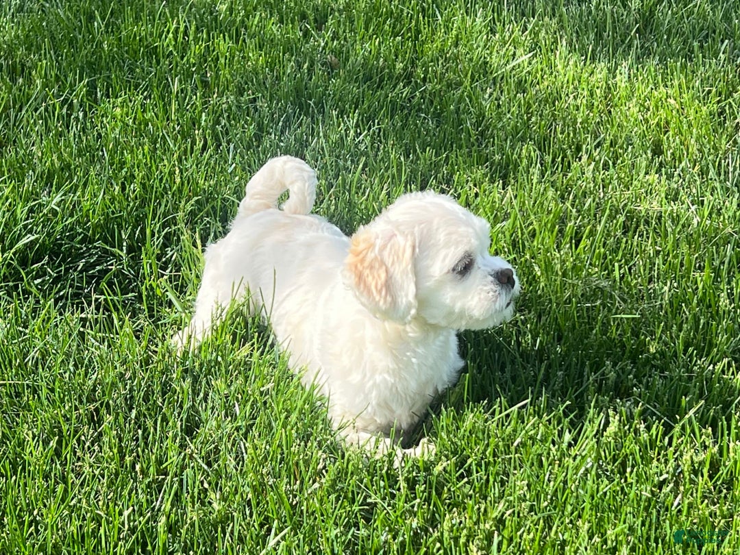Lhasa Apso dogs for sale: Angel - Image 3