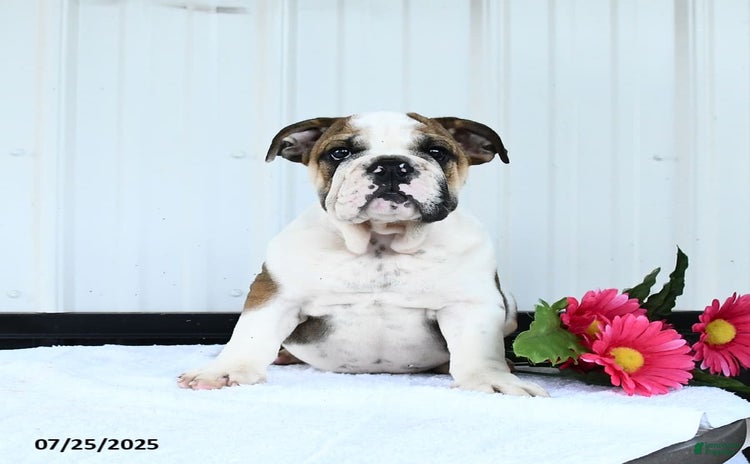 English Bulldog dogs for sale - Ad 3