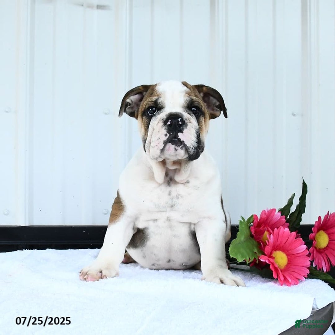 English Bulldog dogs for sale: Drew - Image 1