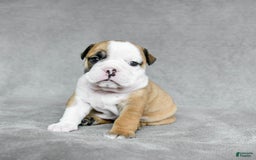 English Bulldog dogs for sale: Mary - Image 9