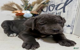 Cane Corso dogs for sale: Apollo - Image 2