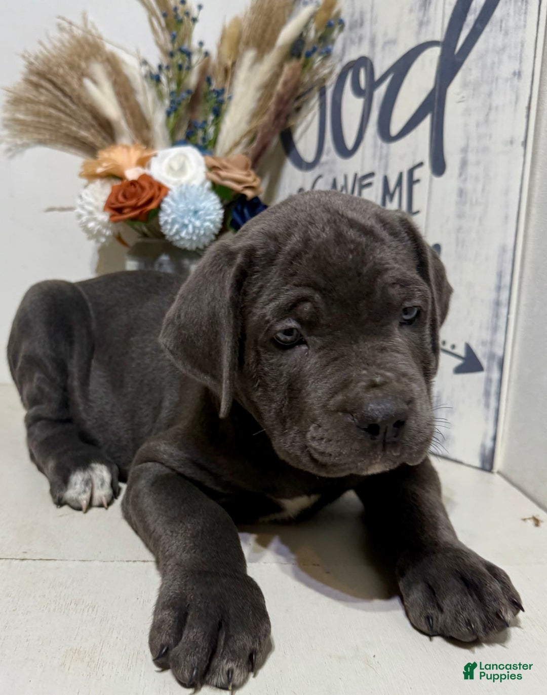 Cane Corso dogs for sale: Apollo - Image 2