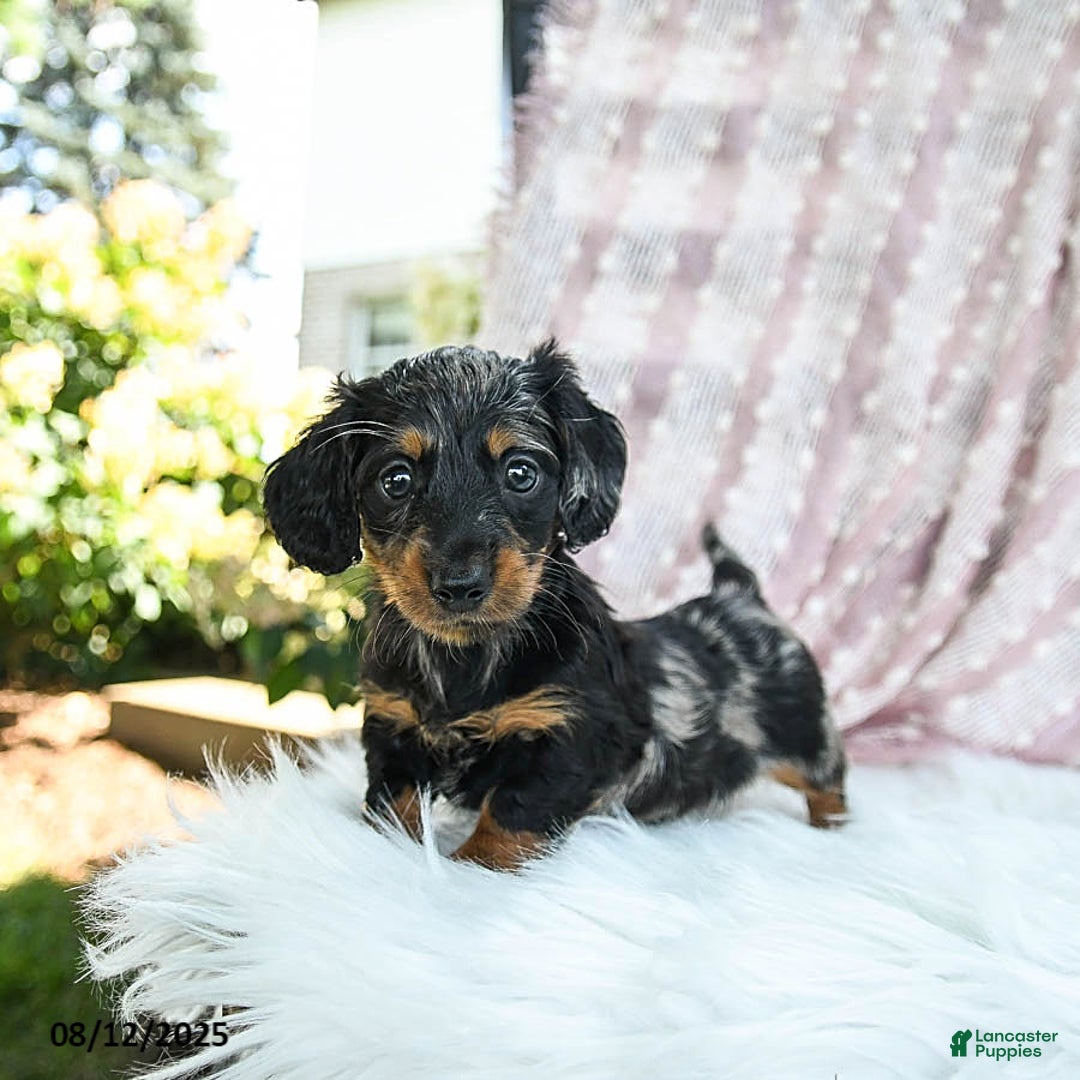 Miniature Dachshund dogs for sale: Pixie - Image 3