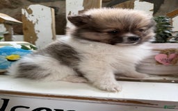 Pomeranian dogs for sale: Cory - Image 12