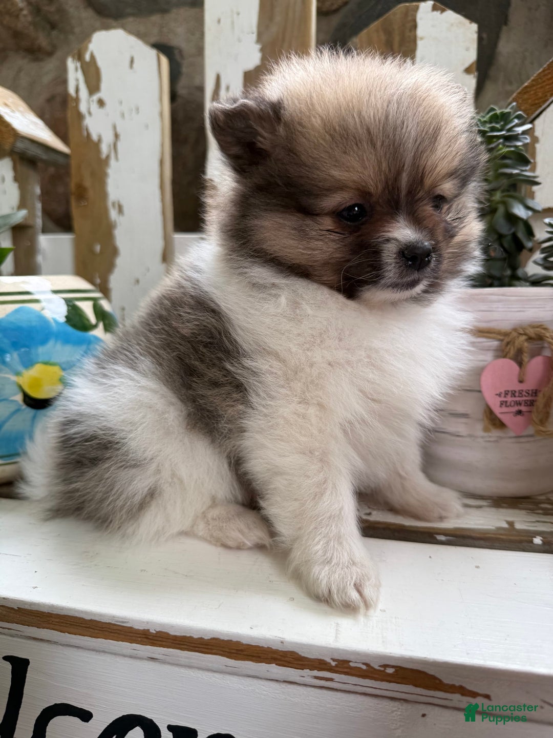 Pomeranian dogs for sale: Cory - Image 12