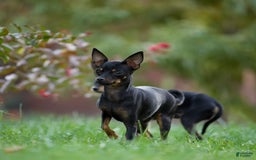 Russian Toy Terrier dogs for sale: Misty - Image 5