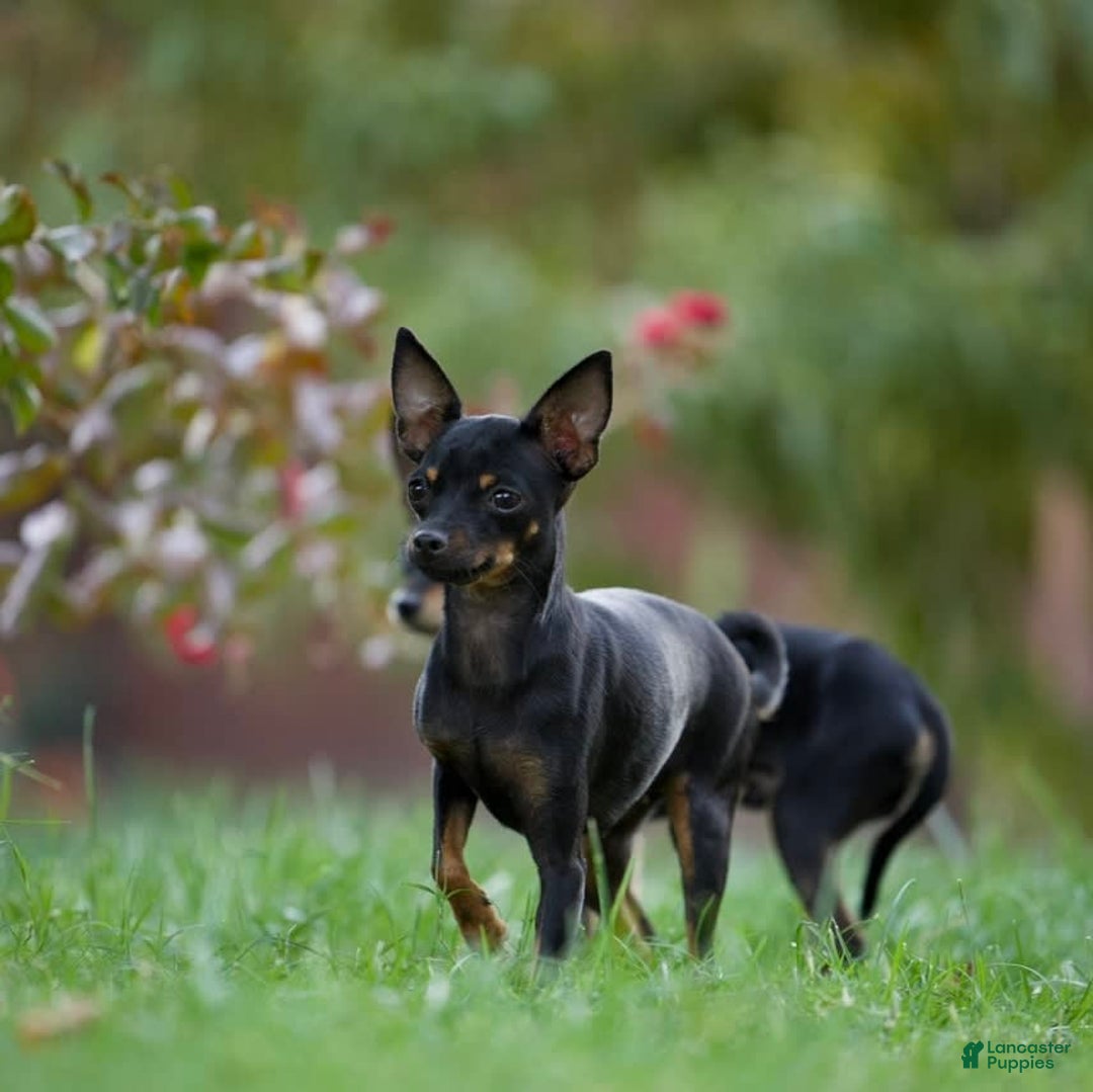 Russian Toy Terrier dogs for sale: Misty - Image 5