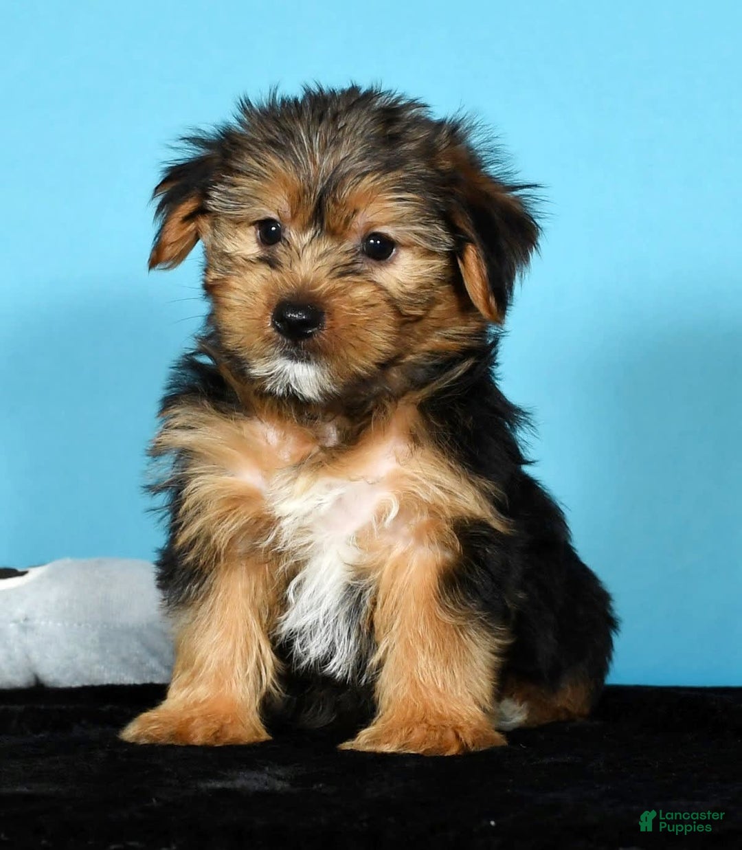 Yorkshire Terrier dogs for sale: Jamie - Image 9