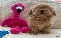 Maltipoo dogs for sale: Matt - Image 4