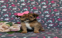 Shorkie dogs for sale: Brylee 9 Lbs Full Grown - Image 9