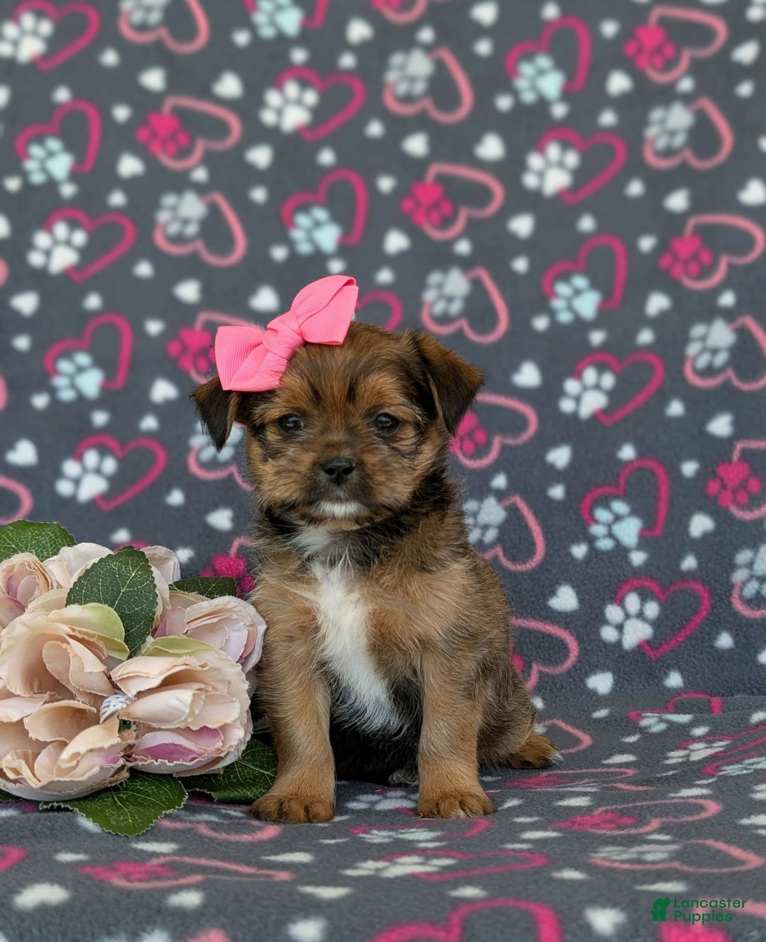 Shorkie dogs for sale: Brylee 9 Lbs Full Grown - Image 9