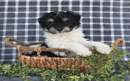 Havanese dogs for sale: Cash - Image 10