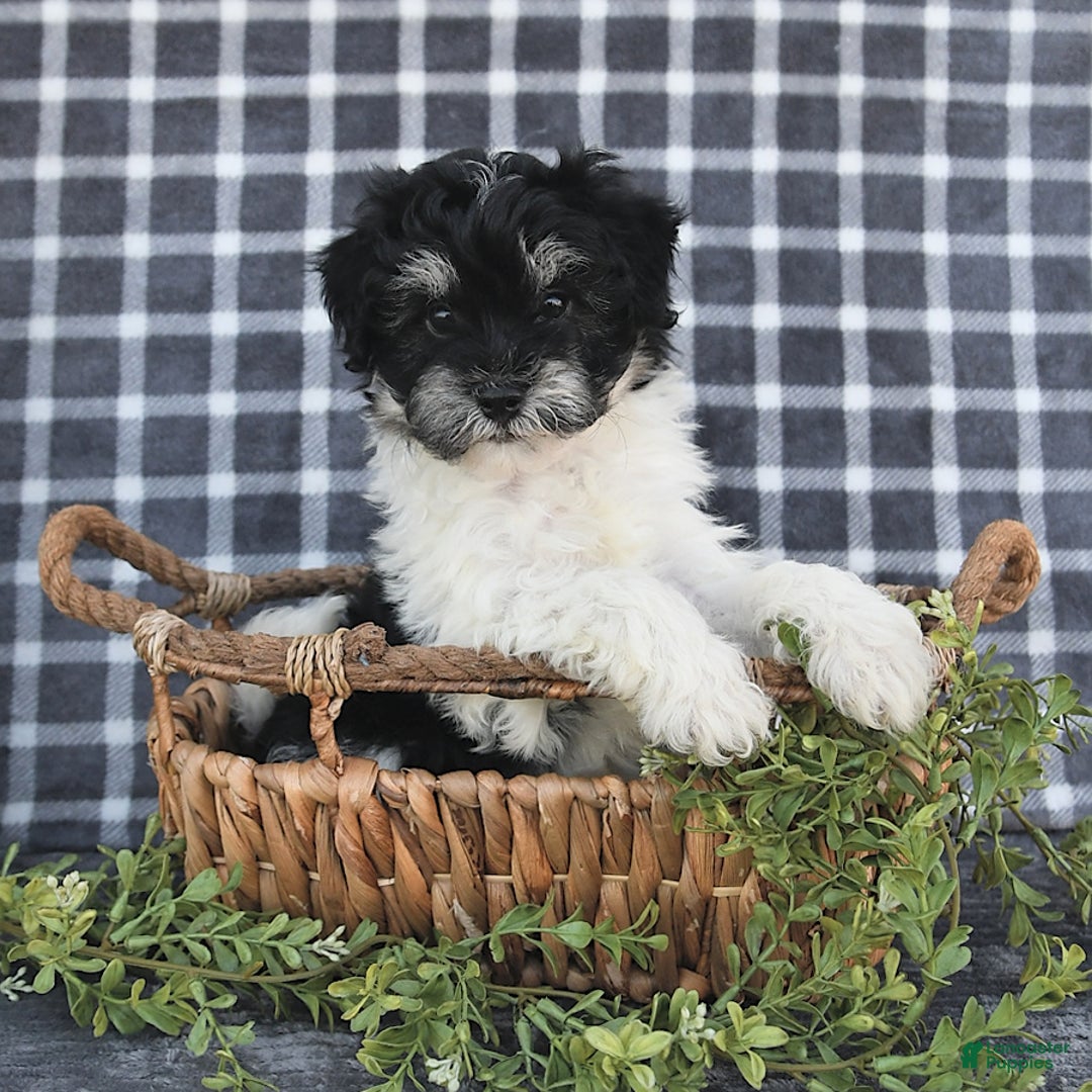 Havanese dogs for sale: Cash - Image 10