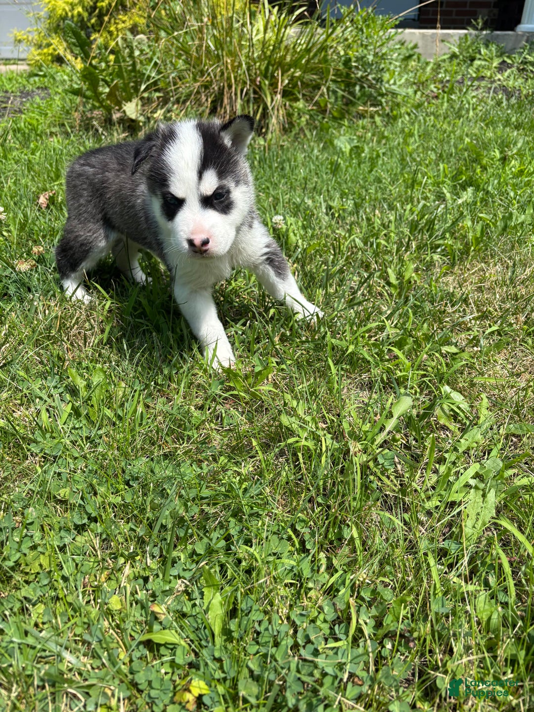 Siberian Husky dogs for sale: Baby B - Image 2