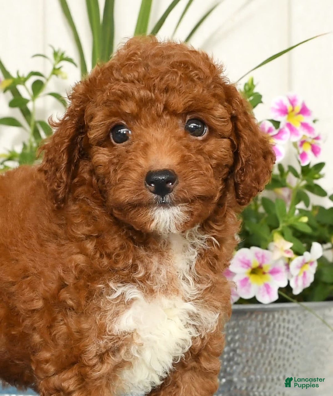 Miniature Poodle dogs for sale: Roger - Image 9