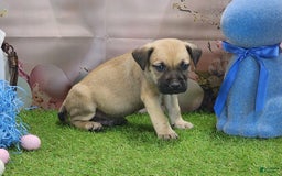 Catahoula Leopard Dog dogs for sale: Goldie 2025 M2 - Image 17