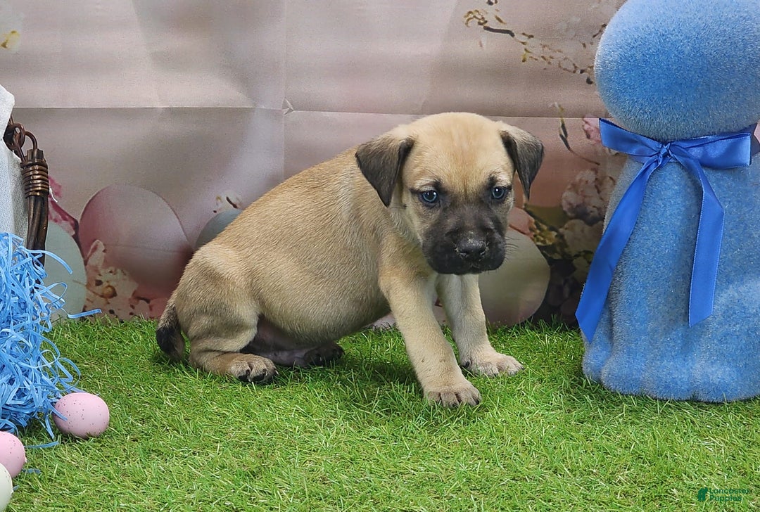 Catahoula Leopard Dog dogs for sale: Goldie 2025 M2 - Image 17