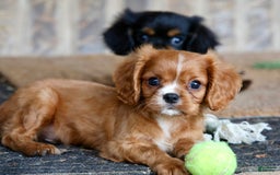 Cavalier King Charles Spaniel dogs for sale: Louie - Image 10