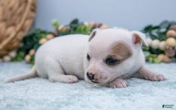 Chihuahua dogs for sale: Nova - Image 5