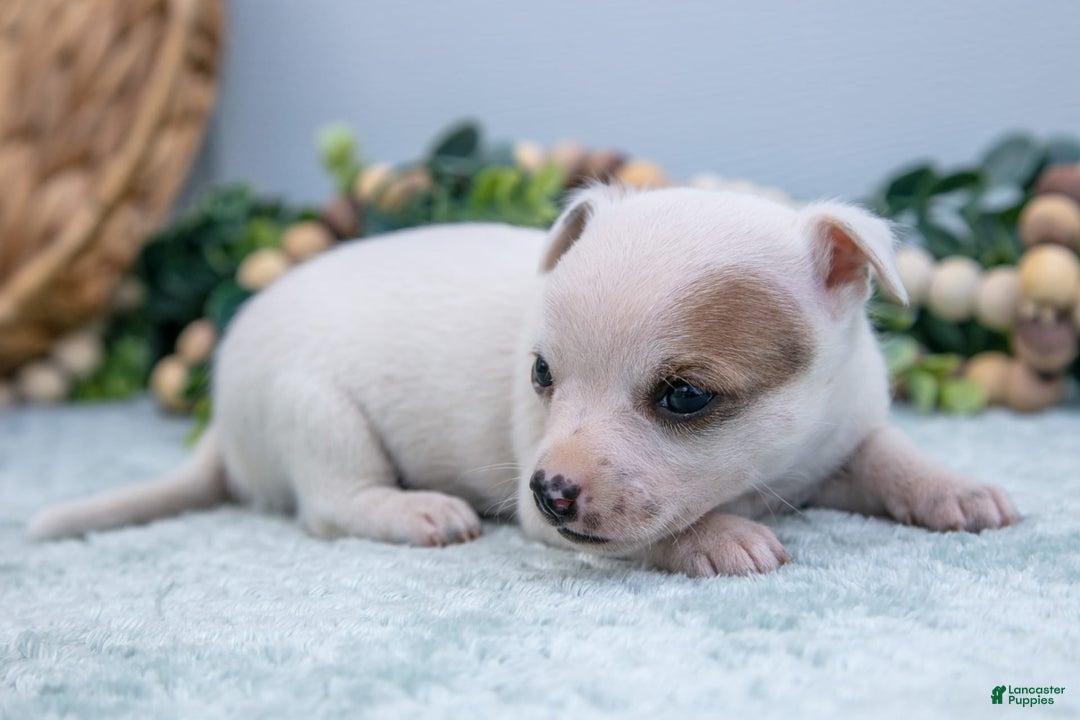 Chihuahua dogs for sale: Nova - Image 5