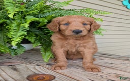 Goldendoodle dogs for sale: Flip - Image 25