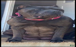 Cane Corso dogs for sale: Bella - Image 6