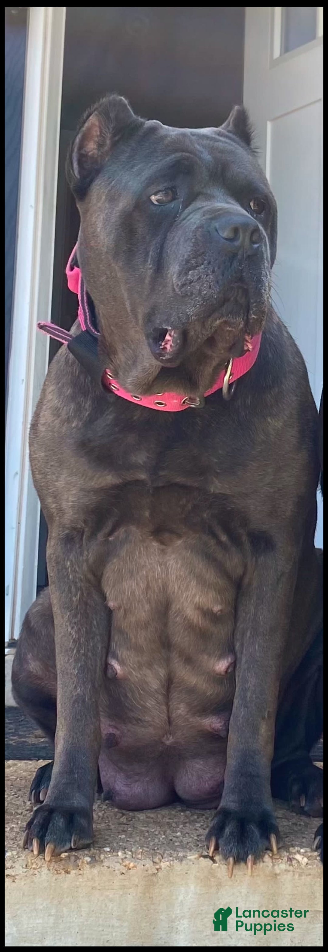 Cane Corso dogs for sale: Bella - Image 6