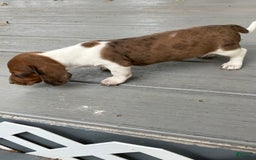 Miniature Dachshund dogs for sale: Akc Gracelyn - Image 3