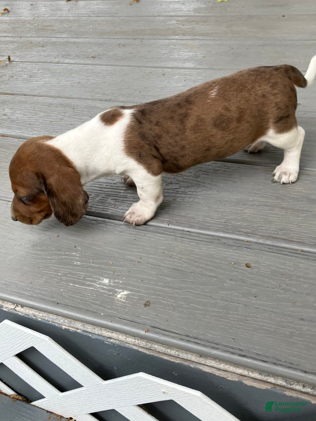 Miniature Dachshund dogs for sale: Akc Gracelyn - Image 3