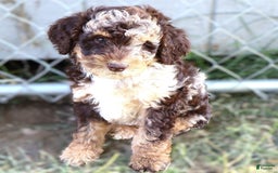 Mini Bernedoodle dogs for sale: Jabel - Image 1