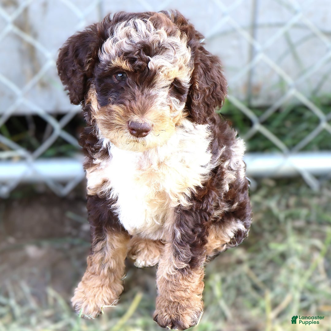 Mini Bernedoodle dogs for sale: Jabel - Image 1