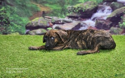 Catahoula Leopard Dog dogs for sale: Jesse 2025 Male 3 - Image 4