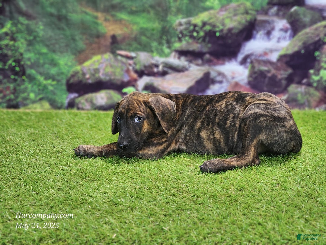 Catahoula Leopard Dog dogs for sale: Jesse 2025 Male 3 - Image 4
