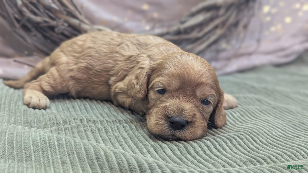 Cavapoo dogs for sale: Hera - Image 5