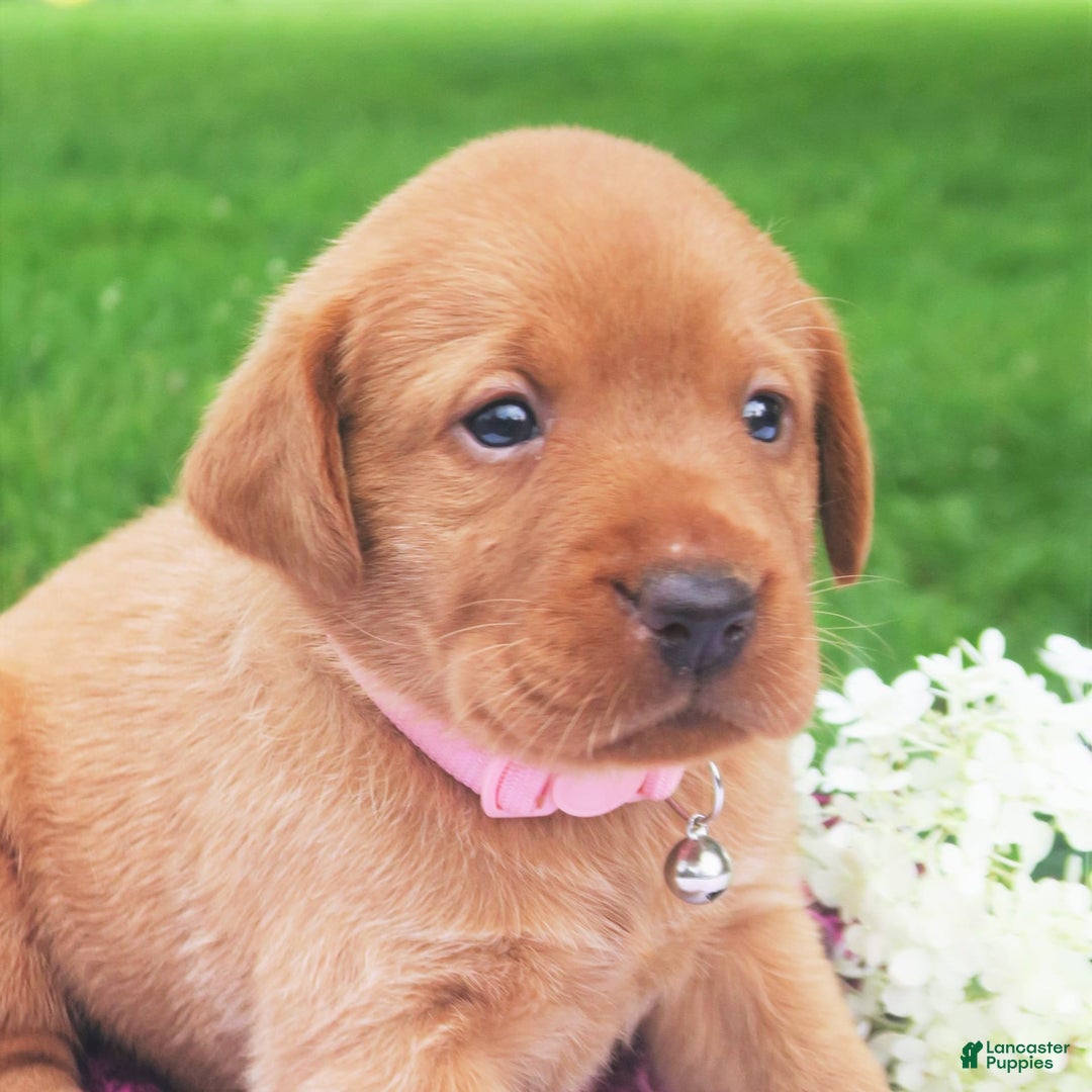 Labrador Retriever dogs for sale: Princess In Red - Image 3