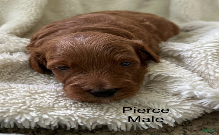 Mini Goldendoodle dogs for sale - Ad 4