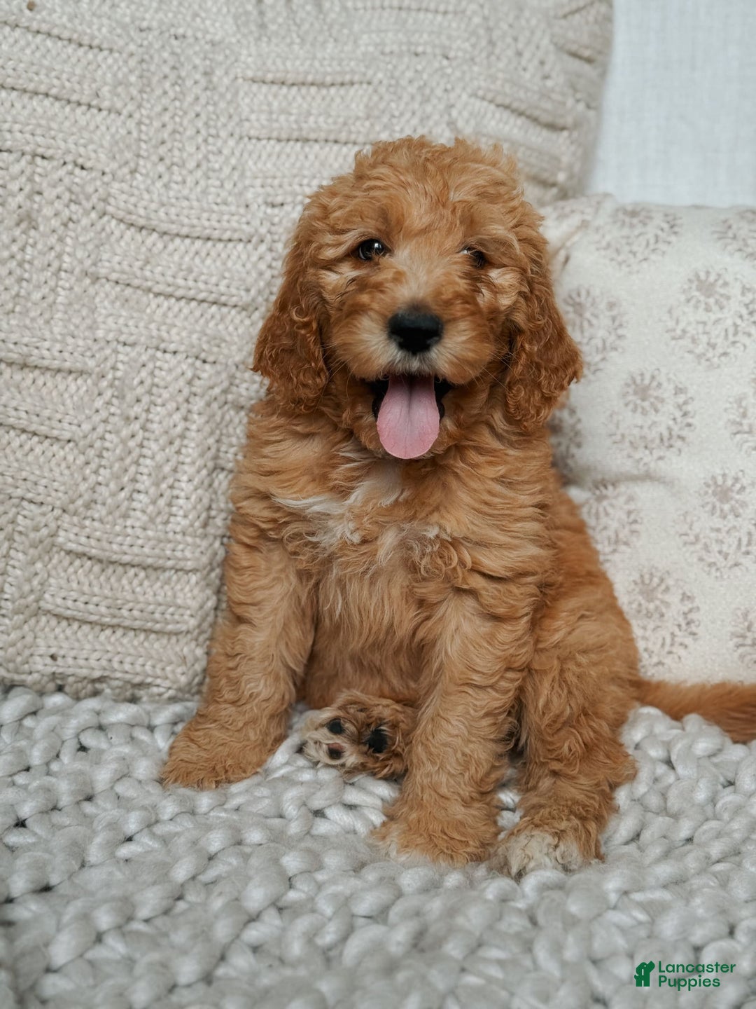 Goldendoodle dogs for sale: Chuck Bass - Image 3