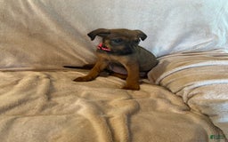 German Shepherd dogs for sale: Brownie - Image 3