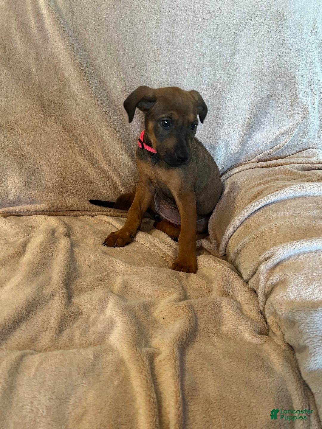 German Shepherd dogs for sale: Brownie - Image 3