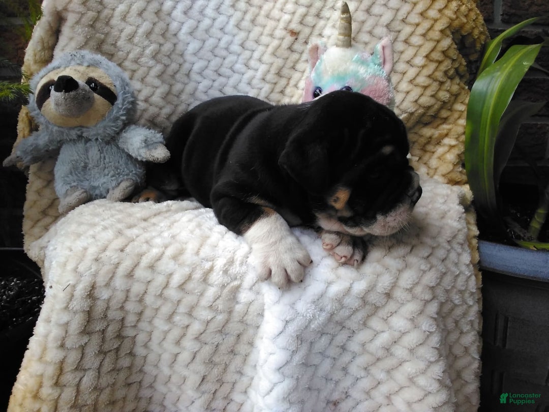 Olde English Bulldogge dogs for sale: Archer - Image 2