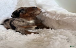 Bernedoodle dogs for sale: Merle Girl A - Image 2