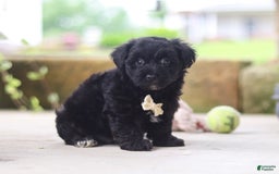 Yorkiepoo dogs for sale: Sammy - Image 10