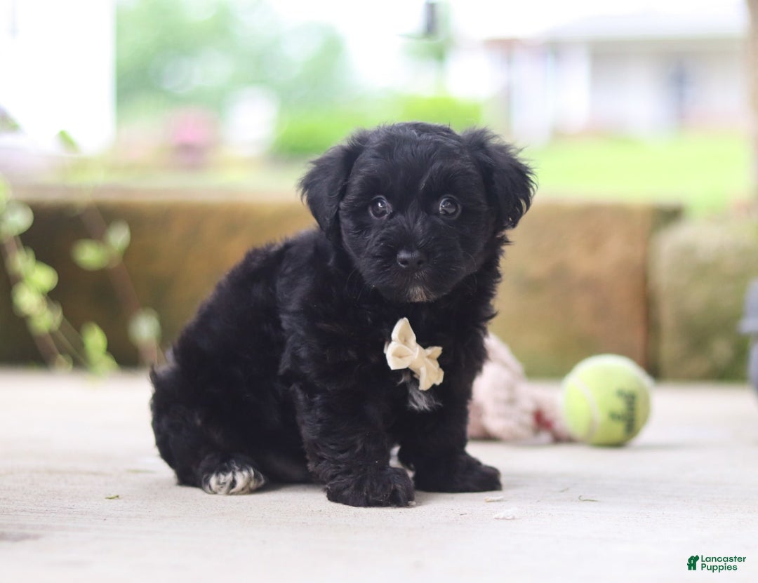 Yorkiepoo dogs for sale: Sammy - Image 10