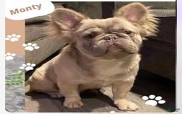 French Bulldog dogs for sale: Bugsy - Image 9