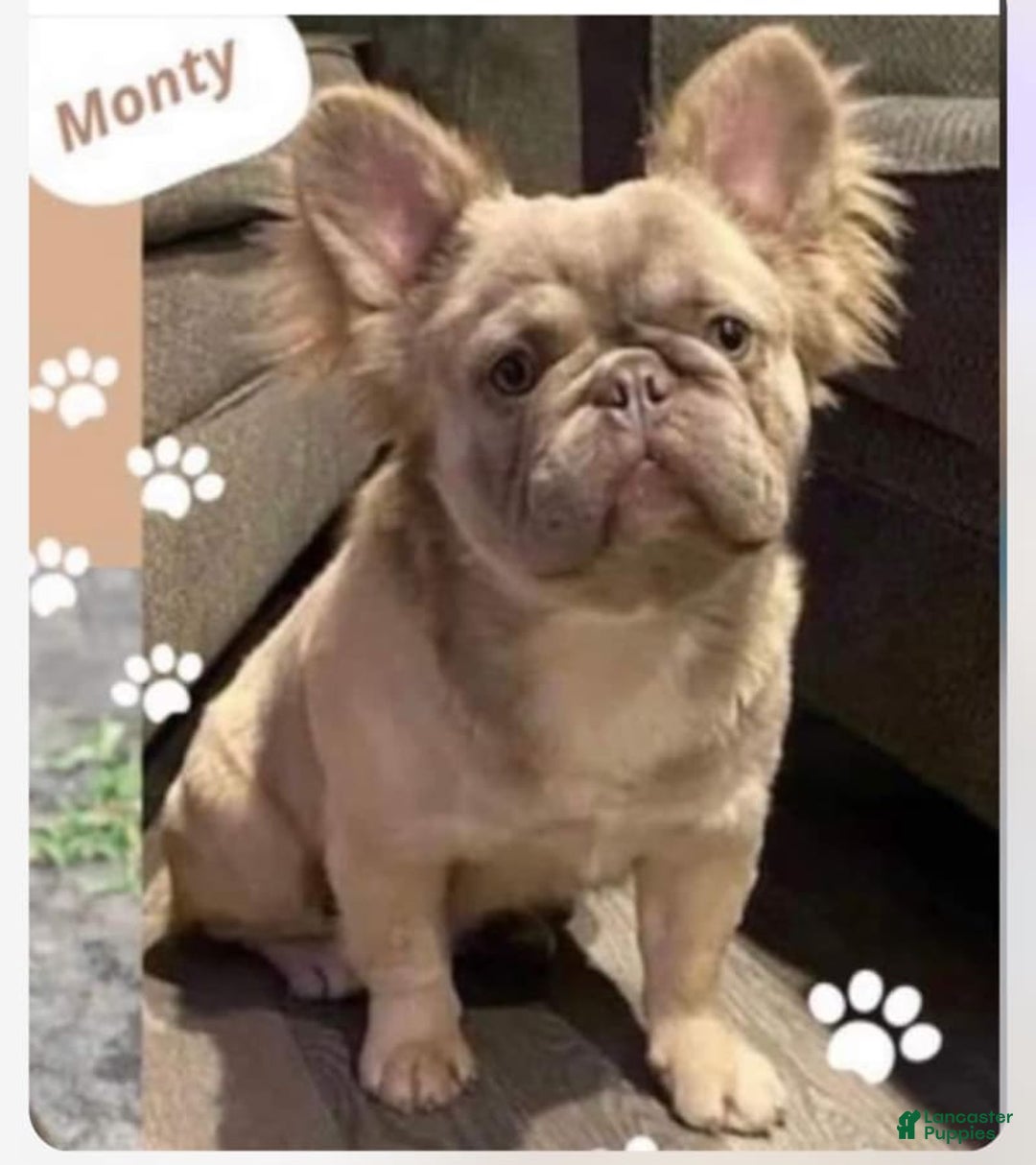 French Bulldog dogs for sale: Bugsy - Image 9