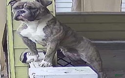 American Bully dogs for sale: Tony - Image 9