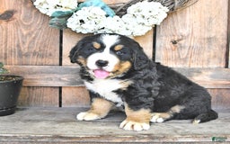 Bernese Mountain Dog dogs for sale: Marley - Image 5
